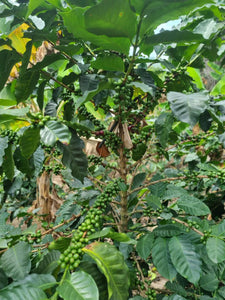 Café en Grano-Ritual Consiente